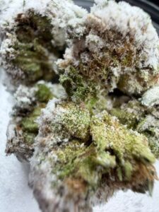 Tux Snowcaps Cannabis Strain