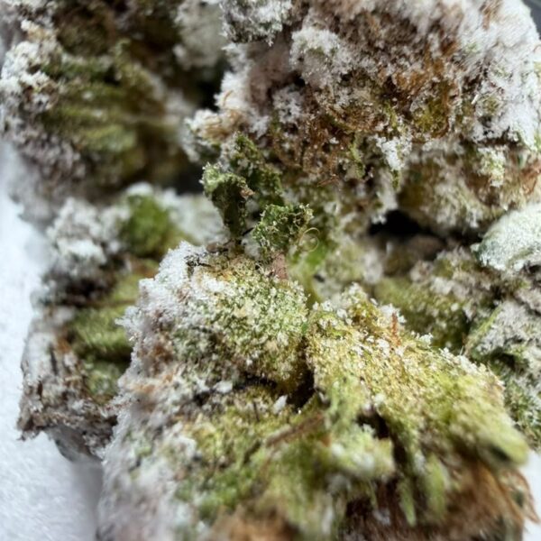 Tux Snowcaps Cannabis Strain