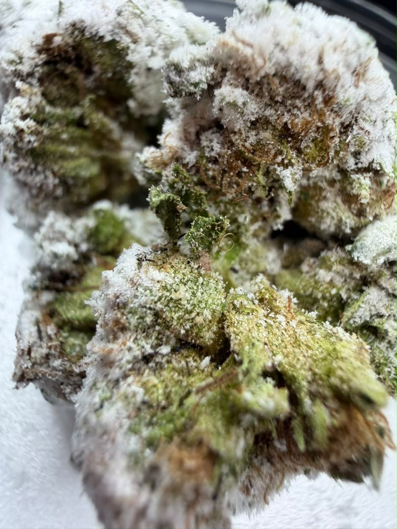 Tux Snowcaps Cannabis Strain